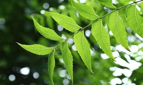 Neem Leaves: 7 Amazing Benefits & 6 Medicinal Uses