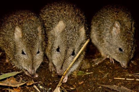 Long-nosed Potoroo_Shannon Plummer | Conservation Ecology Centre - Cape Otway