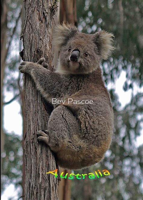 "Koala climbing Eucalypt Tree" by Bev Pascoe | Redbubble