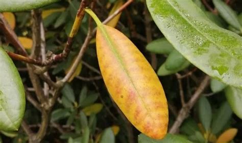 Rhododendron Getting Yellow Leaves in Fall: 3 Possible Causes