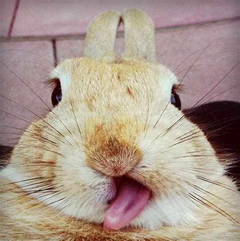 175 Of The Most Adorable Animal Mlems” Ever” | Bored Panda