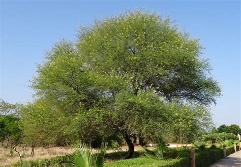 Gum Arabic - a steady investment opportunity for African farmers