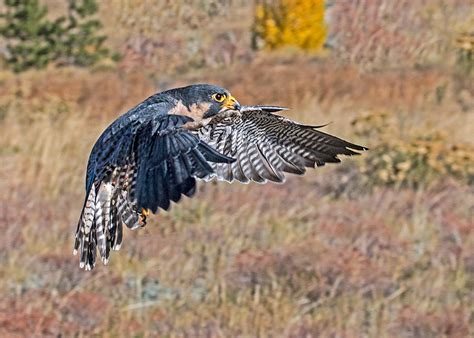 Peregrine Falcon Flight Photograph by Dawn Key - Pixels