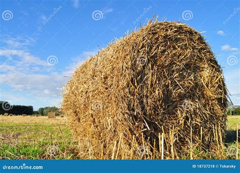 Straw bales stock photo. Image of industry, bale, harvested - 18737218