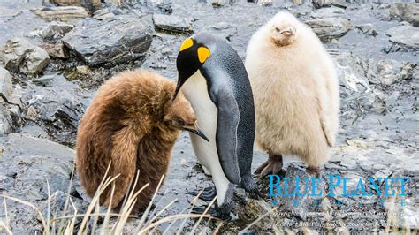 A Rare White King Penguin Chick | Blue Planet Archive