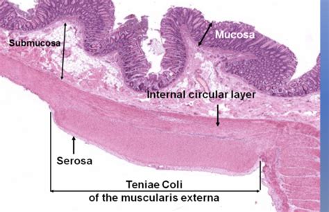 Taenia Coli Histology