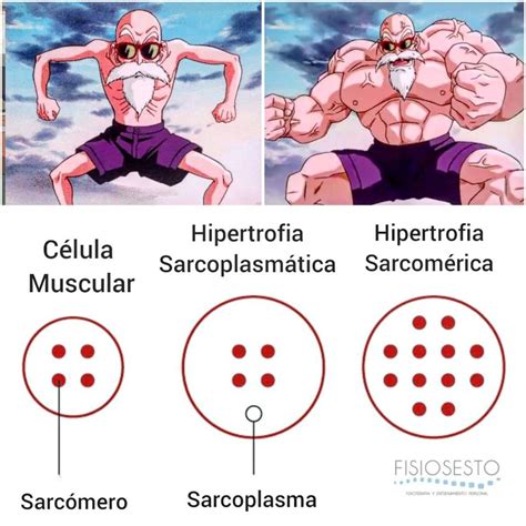 Hipertrofia muscular, ejercicio y sarcopenia en fisioterapia.