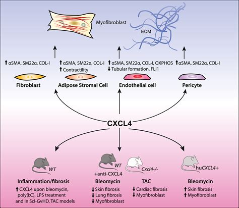 CXCL4 drives fibrosis by promoting several key cellular and molecular ...