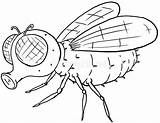 Illustration Of Cute Fly Cartoon Coloring Page Stock  sketch template