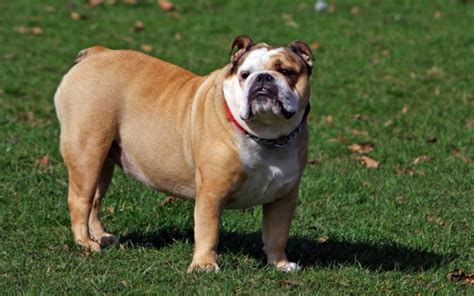 How Much Does an English Bulldog Cost? 2024 Price Guide | Hepper