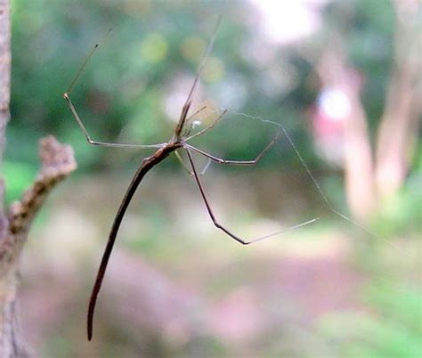 10 Sensational Spider Species - Listverse