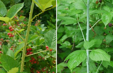 Wild Raspberry Bush Thorns - Raspberry