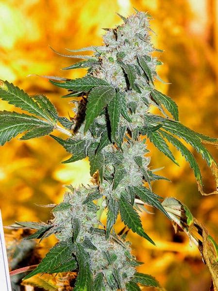 Chemdawg - Unraveling The Chemdog Strain Mystery - How To Grow Weed Indoors