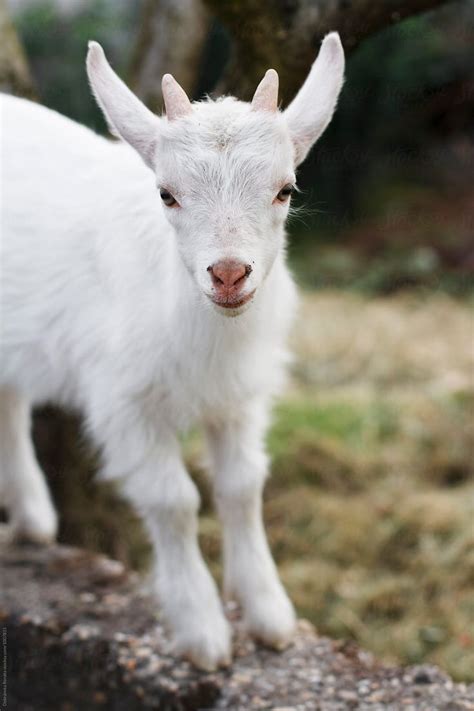 Pin by Brittany Brown on Country Animals | Goats, Baby goats, Albino ...