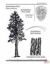 Glacier Trees  Ponderosa Pine Coloring Page Free Printable Coloring sketch template