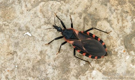 eastern bloodsucking conenose - Triatoma sanguisuga (LeConte)