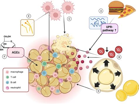 Activation of chronic inflammation in the adipose tissue. Several... | Download Scientific Diagram