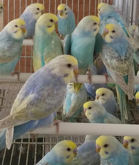 rainbow budgies for sale | Pet birds, Budgies, Budgies bird