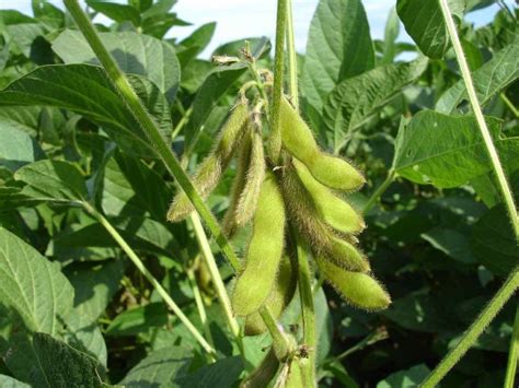 Organic Soybean Farming, Production Process | Agri Farming