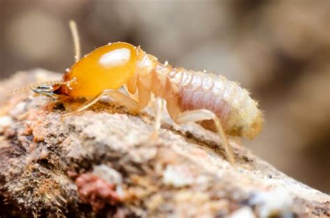 What Are Termite Barriers? - Termite Control Brisbane | Pro Termites