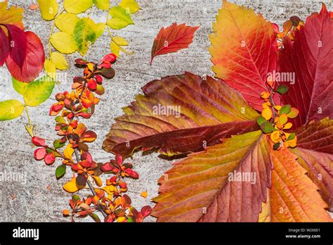 Les feuilles d'automne colorées sur un fond blanc. Arrière-plan de ...