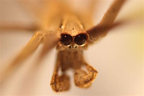 What's Up with This Spider's Enormous Eyes? | Live Science