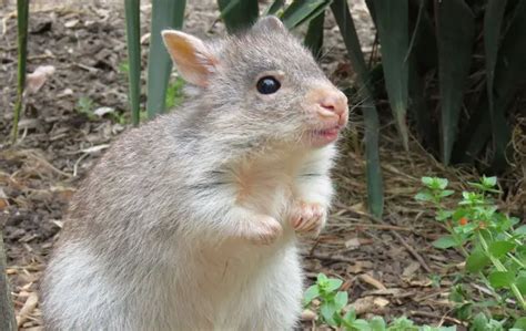 Rufous Bettong | The Animal Facts Appearance, Diet, Habitat, Behavior