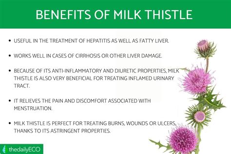 Benefits of Milk Thistle - Properties, Uses, Main Characteristics and Side Effects