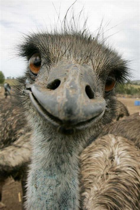 Nice to meet you too... An emu gets a bit too friendly with the camera ...