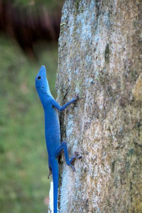 Blue Anole in December 2019 by Joao Menezes + Ana Decoroso · iNaturalist