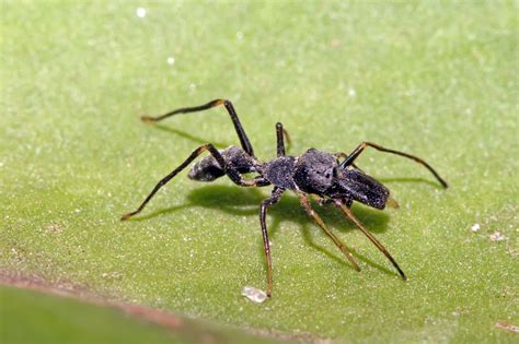 20 Extraordinary Facts About Ant Mimic Spider - Facts.net