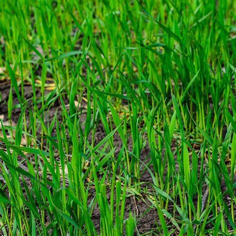 Rye Grass Seed - Fast Growing and Hardy Grass, Cover Crop, Food Plot. Grazing Pasture Seeds (10 ...