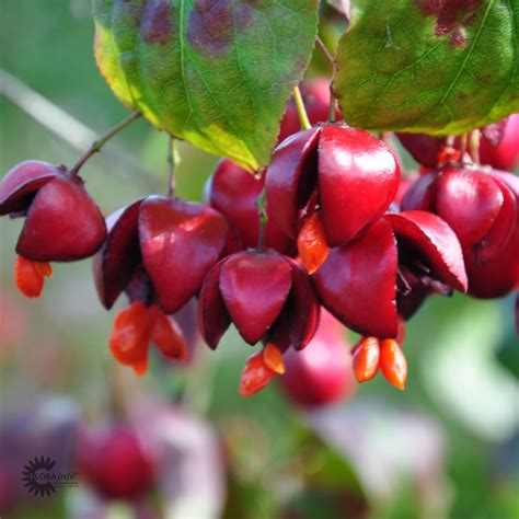 Euonymus Alatus Compactus - opstammet Vinget benved - 120 cm stamme - Duelunds planter