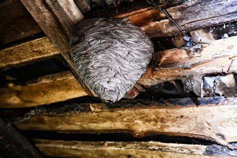 Big Wasp Nest in the Attic of a Country House Close Up Stock Image ...