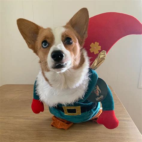 14 Best Corgi Costumes for Halloween 2020 - The Dogman