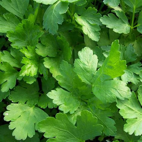 Flat Leaf Parsley (3 Plants) Organic - Harrod Horticultural