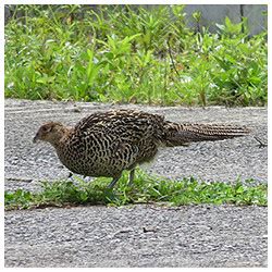 Green pheasant. Female | 03.09.2016 Зелёный фазан (лат. Phas… | Flickr