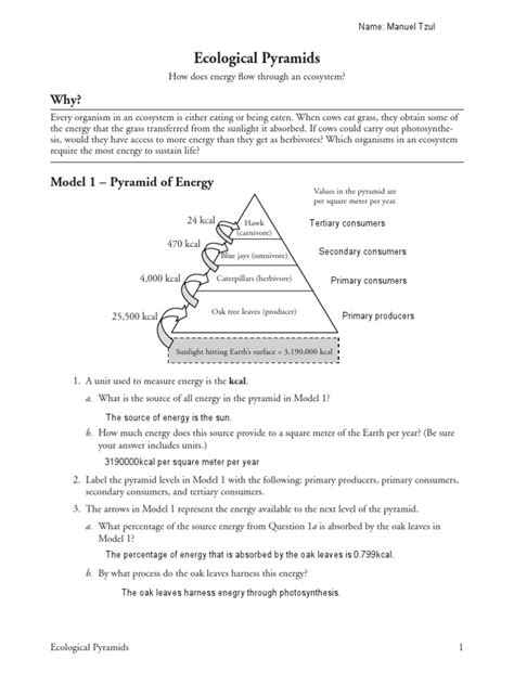 Ecological Pyramids Worksheet Answer Key