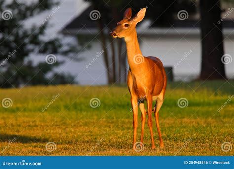 Cute White-tailed Deer on Grassland at Sunset with Blur Trees Background Stock Photo - Image of ...