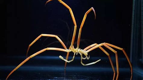 Giant Antarctic Sea Spiders Breathe Through Their Legs - MessageToEagle.com