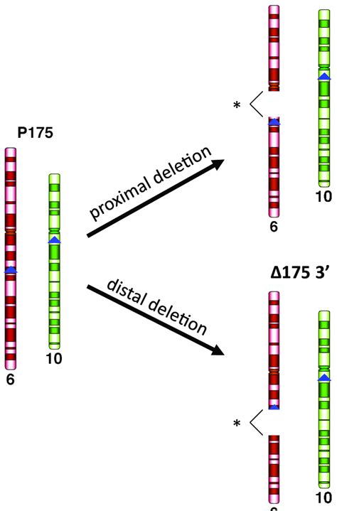 5: Schematic representation of chromosome 6 deletions | Download ...