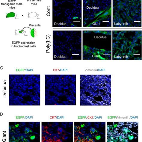 Origin and characteristics of cells in the decidua. (A) The enhanced ...