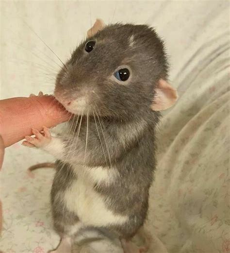 Cute rat | Cute rats, Baby rats, Baby animals