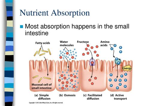 Digestion And Absorption