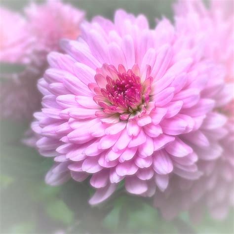 Pink Mums in Bloom Photograph by Lisa Pearlman - Fine Art America