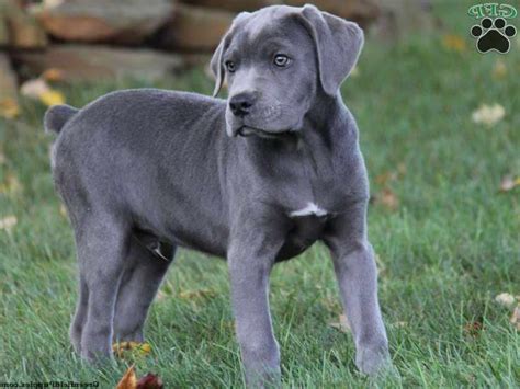 Cane Corso Great Dane Mix Puppies For Sale | PETSIDI