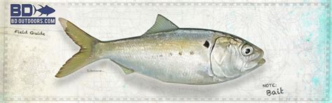 Atlantic Menhaden Archives | BDOutdoors