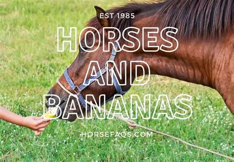 Can Horses Eat Bananas? (Are They Safe? What About Banana Bread?) – Horse FAQ’s