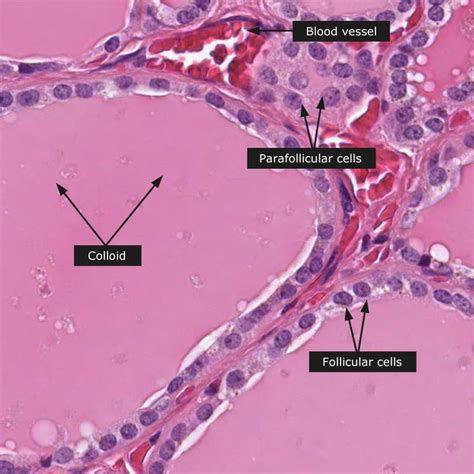 657 best All things histology images on Pinterest | Anatomy, Hyaline cartilage and Medical