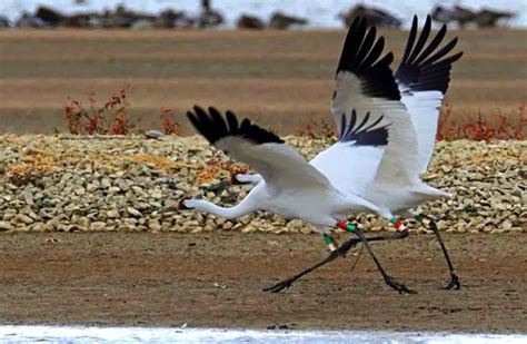 Whooping Crane - Description, Habitat, Image, Diet, and Interesting Facts